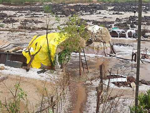 पुणे : हिरडा, रानमेव्याचे अतोनात नुकसान