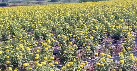 आंबेगाव तालुक्यात झेंडू फुलांच्या उत्पादन, भावातही घट