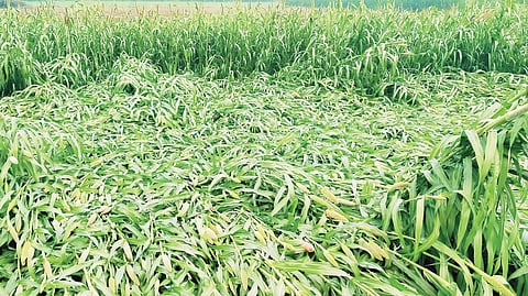 आंबेगावच्या पूर्व भागात उन्हाळी बाजरी पिकाला फटका