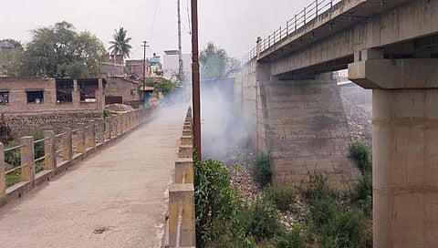 मृत डुकरे टाकणाऱ्यां विरूद्ध गुन्हे दाखल हाेणार   