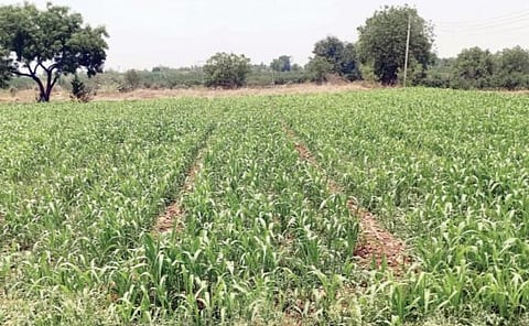 रखरखत्या उन्हामुळे हिरव्या चार्‍यास वाढती मागणी