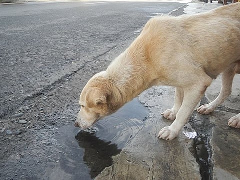 भटक्‍या प्राण्यांसाठी पाण्याची व्यवस्था करणे हे सोसायटीतील रहिवाशांचे कर्तव्य : मुंबई उच्‍च न्‍यायालय