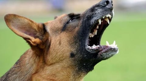 नगर : पिसाळलेल्या कुत्र्याने चावा घेतल्याने 6 गायींचा मृत्यू ; तांदुळवाडीतील घटना