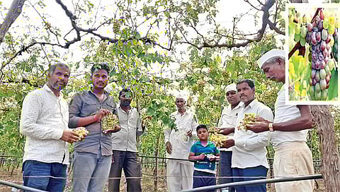 लाासलगाव  : बागा सडल्यानंतर समस्येत आणखी वाढ होण्याची शक्यता आहे. 