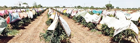 बावडा : फळबागा संरक्षणासाठी साड्यांचे आच्छादन!