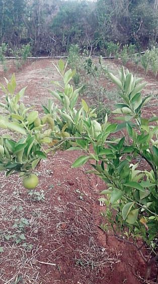 भूमिपुत्रांच्या डोळ्यांत तरळले आनंदाश्रू..! खडकवासला धरण भागातील ओसाड जमिनी बहरल्या