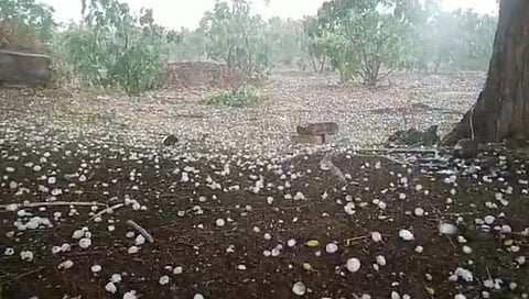 जालना: वडीगोद्री परिसरात गारपिटीमुळे फळबागांचे मोठे नुकसान