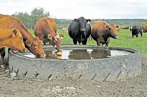 जनावरांनाही उष्माघाताचा आहे धोका ! पशुसंवर्धन विभागाकडून उपाययोजनांची माहिती