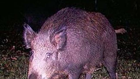 नांदेड : रानडुकराच्या हल्ल्यात शेतकरी गंभीर जखमी