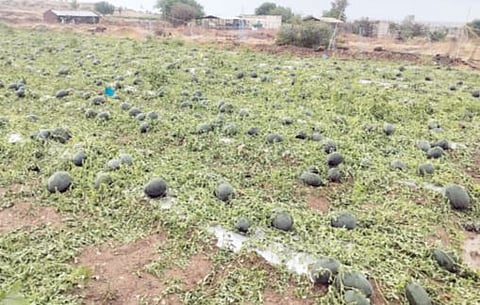 नगर : अतिवृष्टीग्रस्त शेतकरी मदतीपासून वंचित