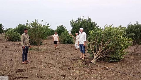 वर्धा: सेलगाव, चिंचोली परिसराला अवकाळीचा तडाखा; वीज कोसळून दोन बैल ठार