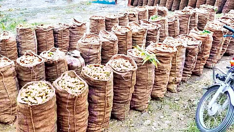 शेतकर्‍याचा नाद खुळा; डॉल्बीच्या तालावर आले धुण्याचा सपाटा