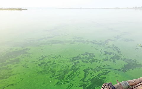 पुण्यासह या तीन जिल्ह्यांसाठी वरदायिनी ठरणाऱ्या उजनी धरणातील पाणी शाप की वरदान?
