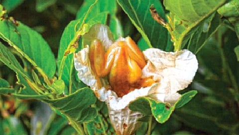 चक्क बेडूकही करतो परागीकरण