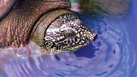 गोड्या पाण्यातील सर्वात मोठी कासव प्रजाती होणार नष्ट