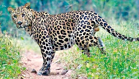 वाघ सोडून 374 वन्य प्राण्यांचे दर्शन