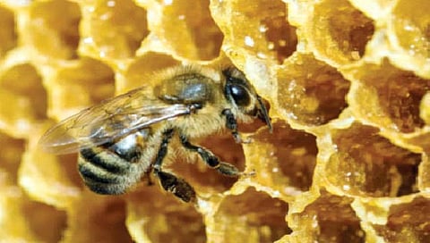 honey bees : मधमाश्या कसा बनवतात मध?