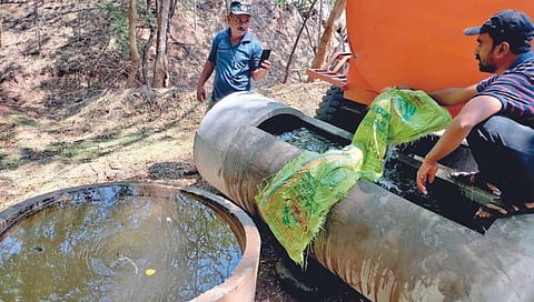 सांगली : ना चारा ना पाणी; कुरण विकास क्षेत्र पडून