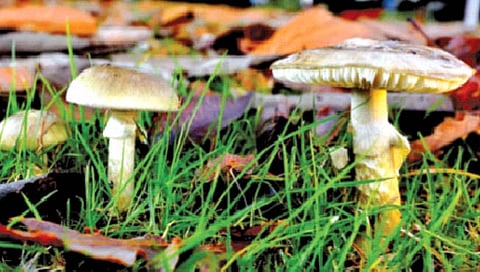 सर्वात विषारी आळिंबीत सापडला ‘हा’ घटक