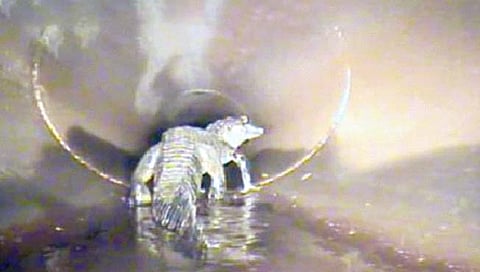 अमेरिकेत पाण्याच्या पाईपमध्ये दिसली चक्क मगर!