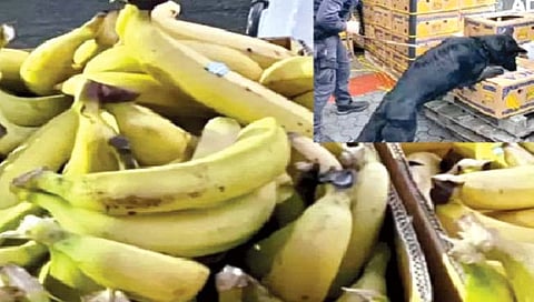 कुत्रा भुंकू लागला अन्.. केळ्यांच्या घडांमधून जे समाेर आले ते पाहून पाेलिसही चक्रावले