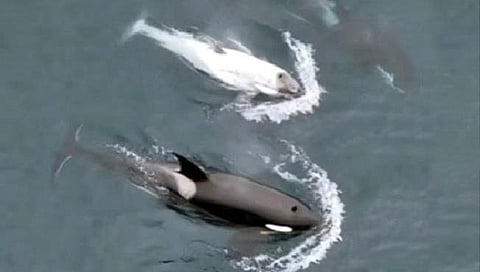 कॅलिफोर्नियाजवळ आढळला दुर्मीळ सफेद किलर व्हेल