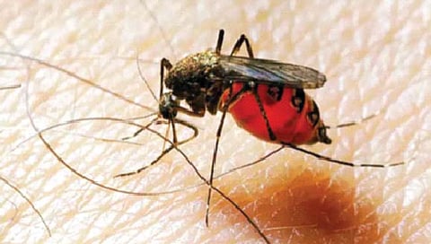 शरीराच्या ‘या’ गंधाकडे सर्वाधिक आकर्षित होतात डास