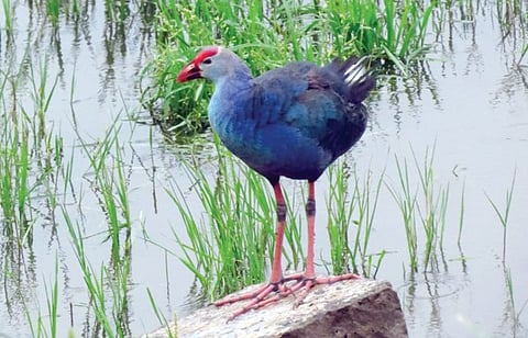 पुणे : उजनीतील जांभळ्या पाणकोंबड्यांची संख्या घटली