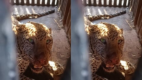 Nashik : ठाणगाव येथे बिबट्या जेरबंद