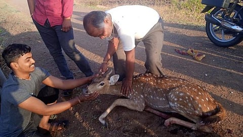 नाशिक : भटक्या कुत्र्यांच्या हल्ल्यात चितळ जखमी