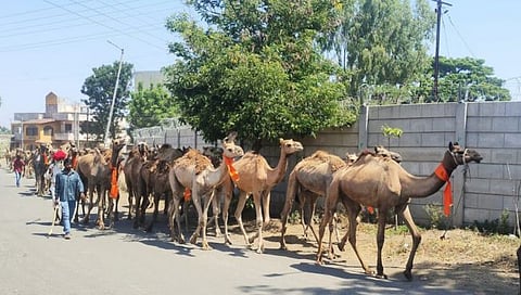 नाशिकहुन राजस्थानकडे उंट अखेर रवाना, रोज 25 किलोमीटरचा प्रवास; ‘इतक्या’ दिवसांनी पोहोचणार