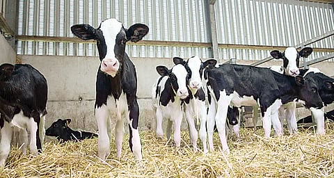 68 गोवंश वासरे कत्तलीतून मुक्त ! संगमनेर शहर पोलिस पथकाची कारवाई