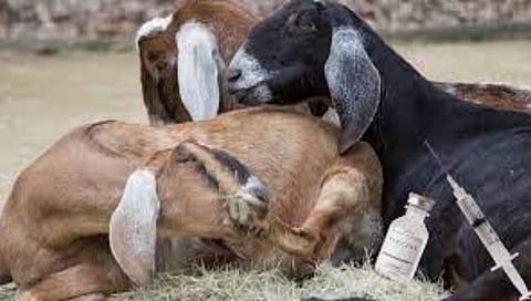 सांगोला : शेतकऱ्यांनी आपल्या शेळ्या-मेंढ्या व जनावरांना लस टोचणी करून घ्यावी; डॉ. असलम सय्यद यांचे आवाहन