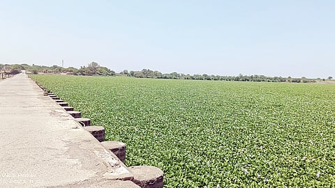 Mandavgan Pharata News