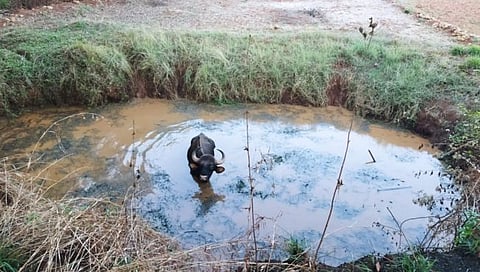 Kolhapur : दलदलीच्या खड्डयात अडकलेला गवा सुखरुप बाहेर; पाण्याच्या शोधातील या वन्यप्राण्याला बाहेर काढण्यात वनविभागाला यश
