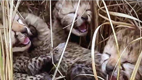 Kuno National Park: कुनोमध्ये चित्याच्या बछड्याचा मृत्यू