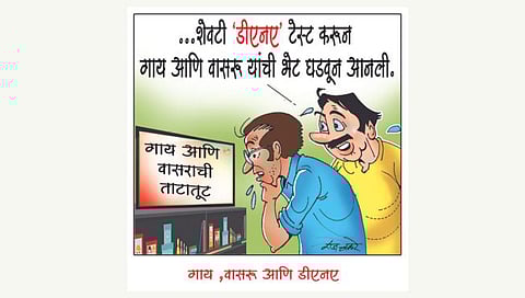 गाय, वासरू आणि डीएनए