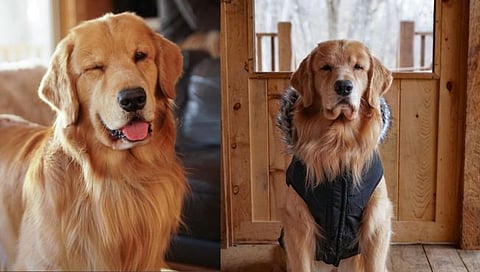 Golden Retriever : एका Golden Retrieverची कमाई  जाणून घ्‍याल तर व्हाल शॉक…