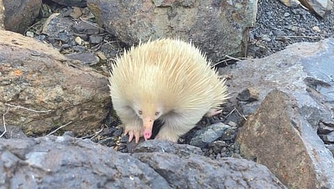 सस्तन प्राणी