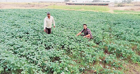 भोर तालुक्यात सोयाबीनकडे शेतकर्‍यांचा कल