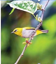 वैशाखात पक्ष्यांना जांभूळ, तुती, उंबराचाच आधार