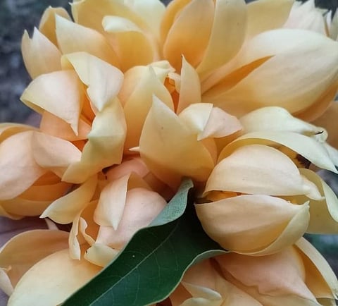 चांबळीतील शेतकरी घेतोय सोनचाफ्याचे उत्पादन