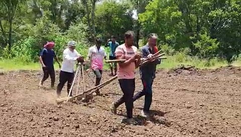 कुरीने भाताची पेरणी करताना शेतकरी 