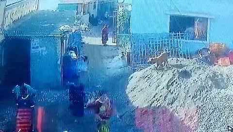 मुंबई: मढ येथे कुत्र्यांचे हल्ल्याचे सत्र सुरूच: चिमुकलीचा घेतला चावा