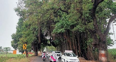 बारामती-निरा रस्त्यावरील झाडांच्या फांद्या ठरताहेत धोकादायक
