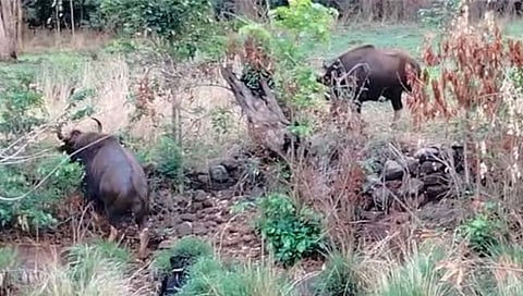 सातारा: पाटेघर, आलवडी परिसरात गव्यांचा मुक्त वावर