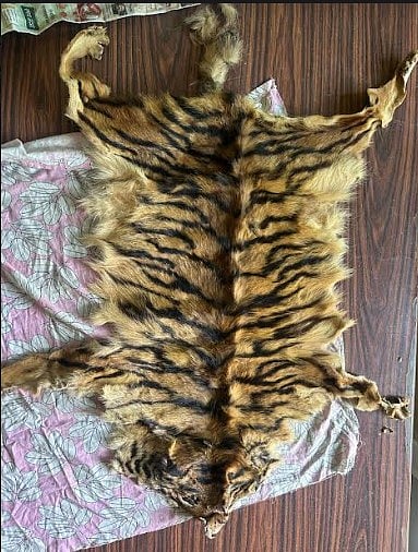 भंडारा : वाघाच्या कातडीची तस्करी करणा-या दोघांना अटक, नागपूर-भंडारा वनविभागाची कारवाई