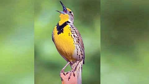 पक्षीही एकमेकांकडून शिकतात गाणी, बनवतात नव्या धून