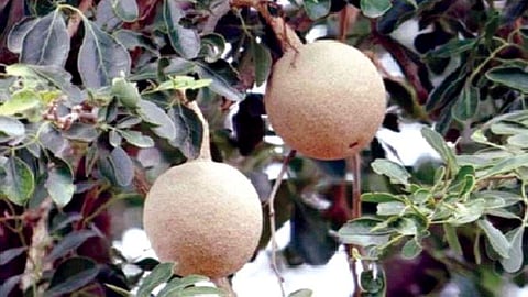 कवठामध्ये आरोग्यदायी गुण : कोलेस्टेरॉल आणि रक्तदाब नियंत्रित करण्यास होते मदत