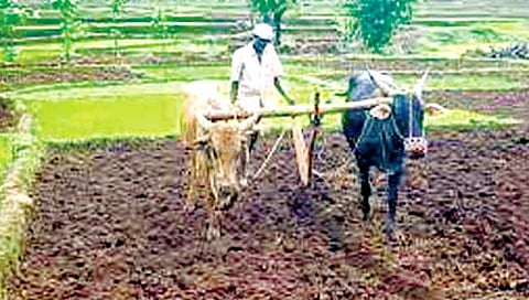 पावसाला उशीर; खरिपाच्या वेळापत्रकातही बदल